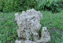 The Sultan Reads Everything